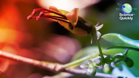 Az MI feltárja a DNS sötét anyagát, orvosok tüdőt gyártanak