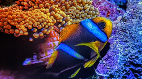 Az óceán közepe sem menedék: műanyag üldözi a halakat