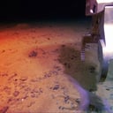 Az óceán mélyén új világ tárul fel: ismeretlen fajok százai