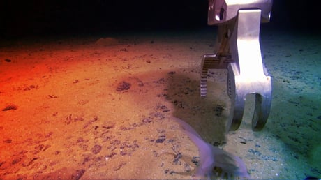 Az óceán mélyén új világ tárul fel: ismeretlen fajok százai