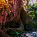 Az óriás fák halála fenyegeti a perui Amazonas szénraktárait