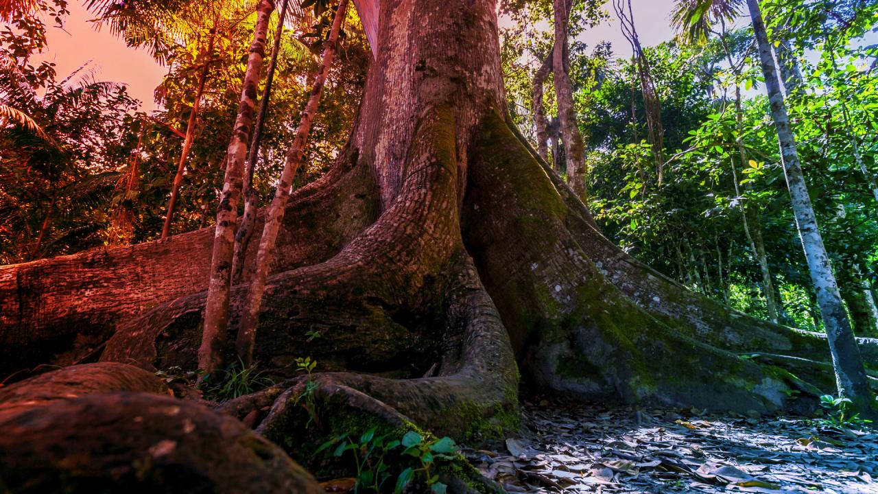 Az óriás fák halála fenyegeti a perui Amazonas szénraktárait