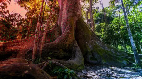 Az óriás fák halála fenyegeti a perui Amazonas szénraktárait