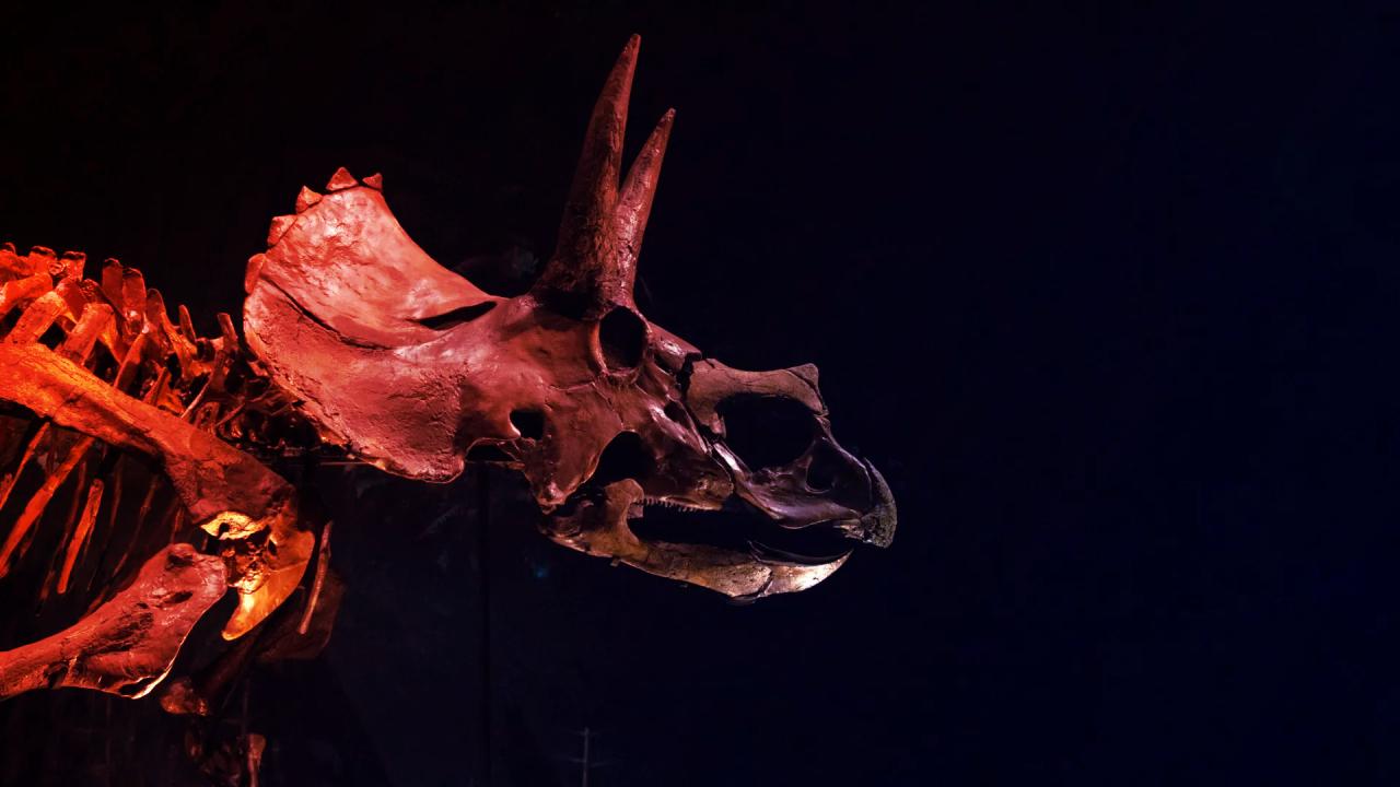 Az óriási triceratopsz orrszarva több volt, mint félelmetes dísz