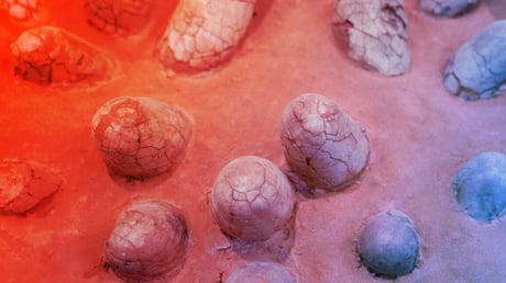 Az ősi dínótojások elárulják, hány évesek valójában a fosszíliák