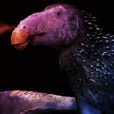 Az üreges tüskéjű dinoszaurusz szenzációs felfedezése Kínában