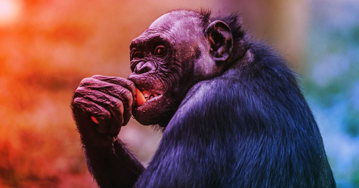 Az üveg betört: bonobó rontott a memphisi állatkert látogatóira