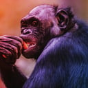 Az üveg betört: bonobó rontott a memphisi állatkert látogatóira