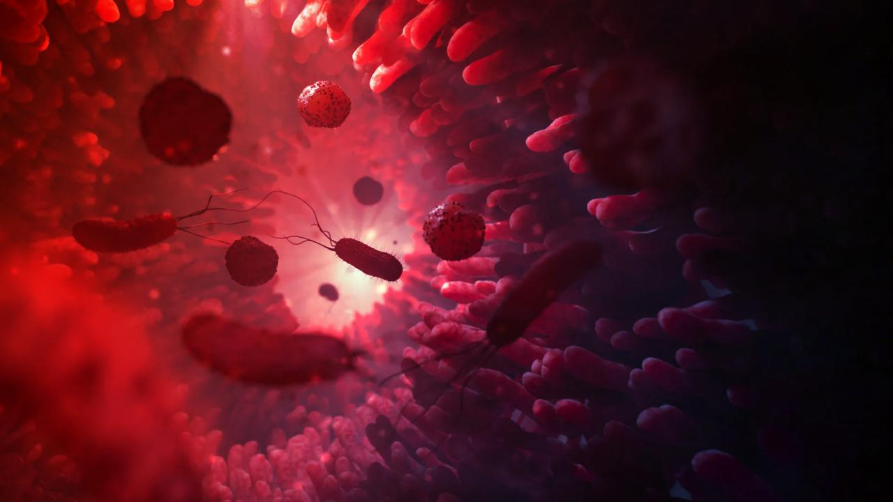 A bélrendszer titkos szövetségesei: baktériumok, amelyek átprogramozzák az immunrendszeredet