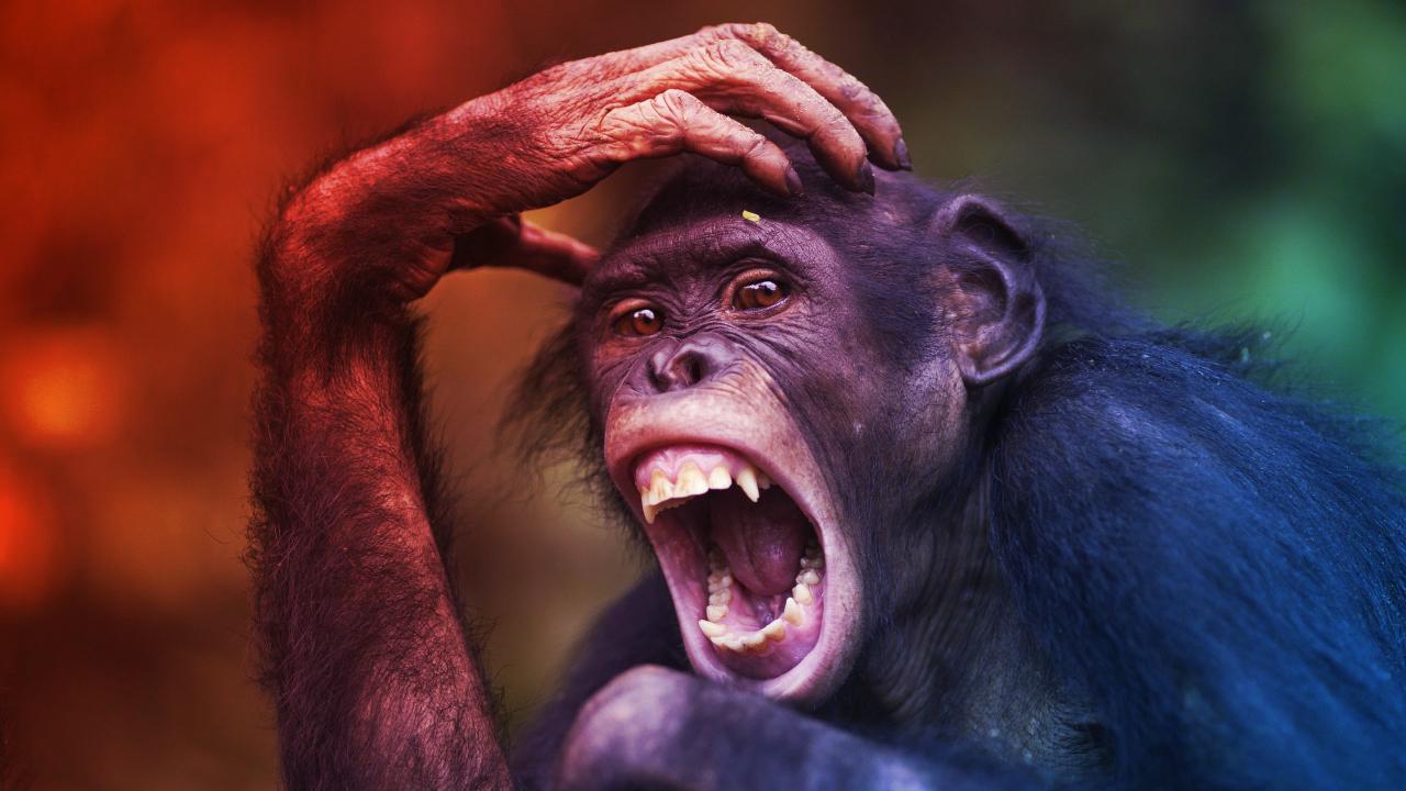 A bonobók igazi arca: egyáltalán nem „hippik”