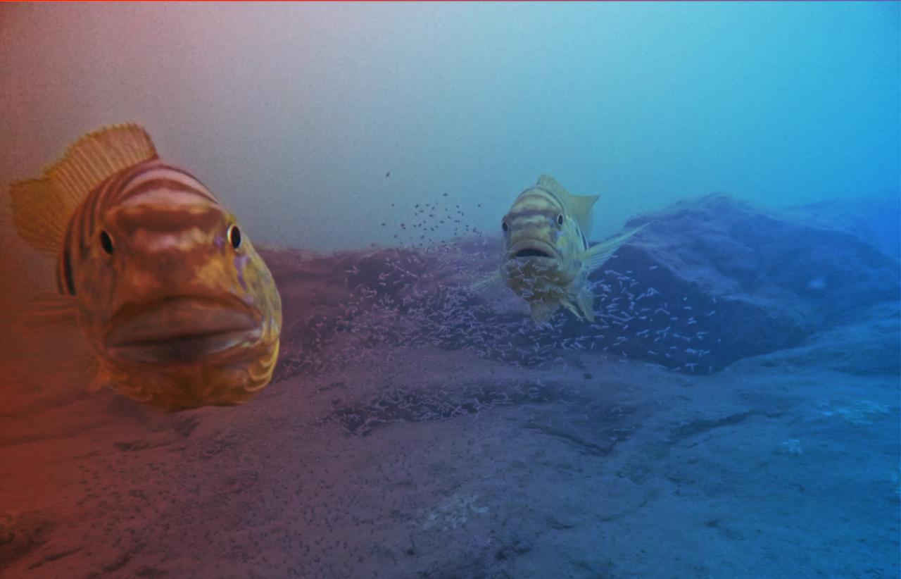 A halak érzik, ha nézed őket – az akvárium sztárjai