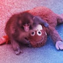 A kismajom, akit elhagytak – és a hírhedt lélektani kísérlet