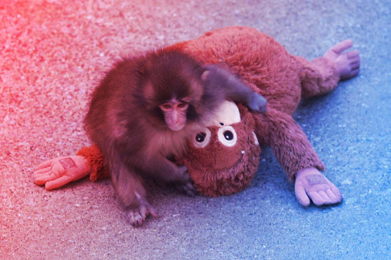 A kismajom, akit elhagytak – és a hírhedt lélektani kísérlet