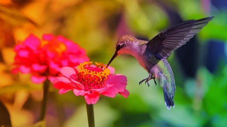 A mámorító nektár titka: méhek és kolibrik egész nap isznak
