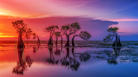 A mangrovék megmenthetik partjainkat – és a pénztárcánkat is