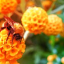 A részeg kolibri titka: alkohol a virágporban