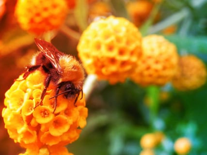 A részeg kolibri titka: alkohol a virágporban