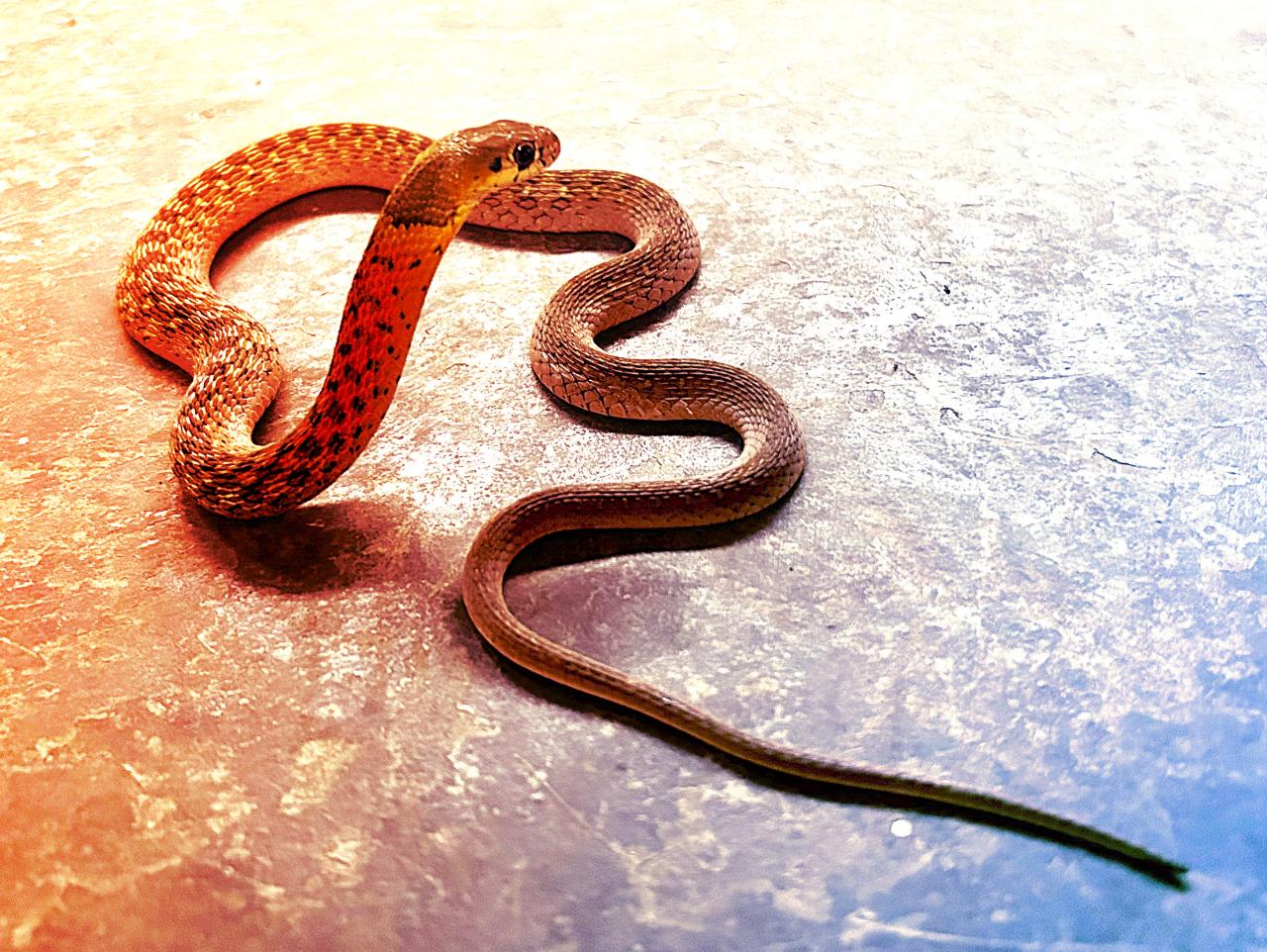 A természet igazi tolvajai: kígyók, akik mérget lopnak zsákmányukból