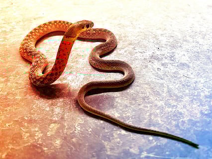 A természet igazi tolvajai: kígyók, akik mérget lopnak zsákmányukból