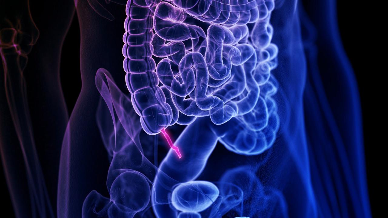 A vakbél: felesleges szerv vagy az evolúció rejtett aduásza?