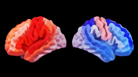 Az agyvérzés rejtélyes fiatalító ereje: új esély az agynak?