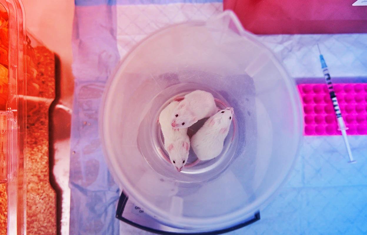 Az állatkísérletek alkonya? Az alternatívák már itt vannak