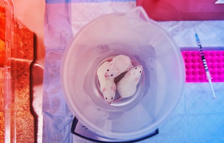 Az állatkísérletek alkonya? Az alternatívák már itt vannak