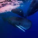 Az ámbráscet-szülés, amitől a kutatók is elnémultak