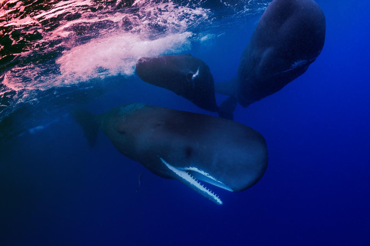 Az ámbráscet-szülés, amitől a kutatók is elnémultak