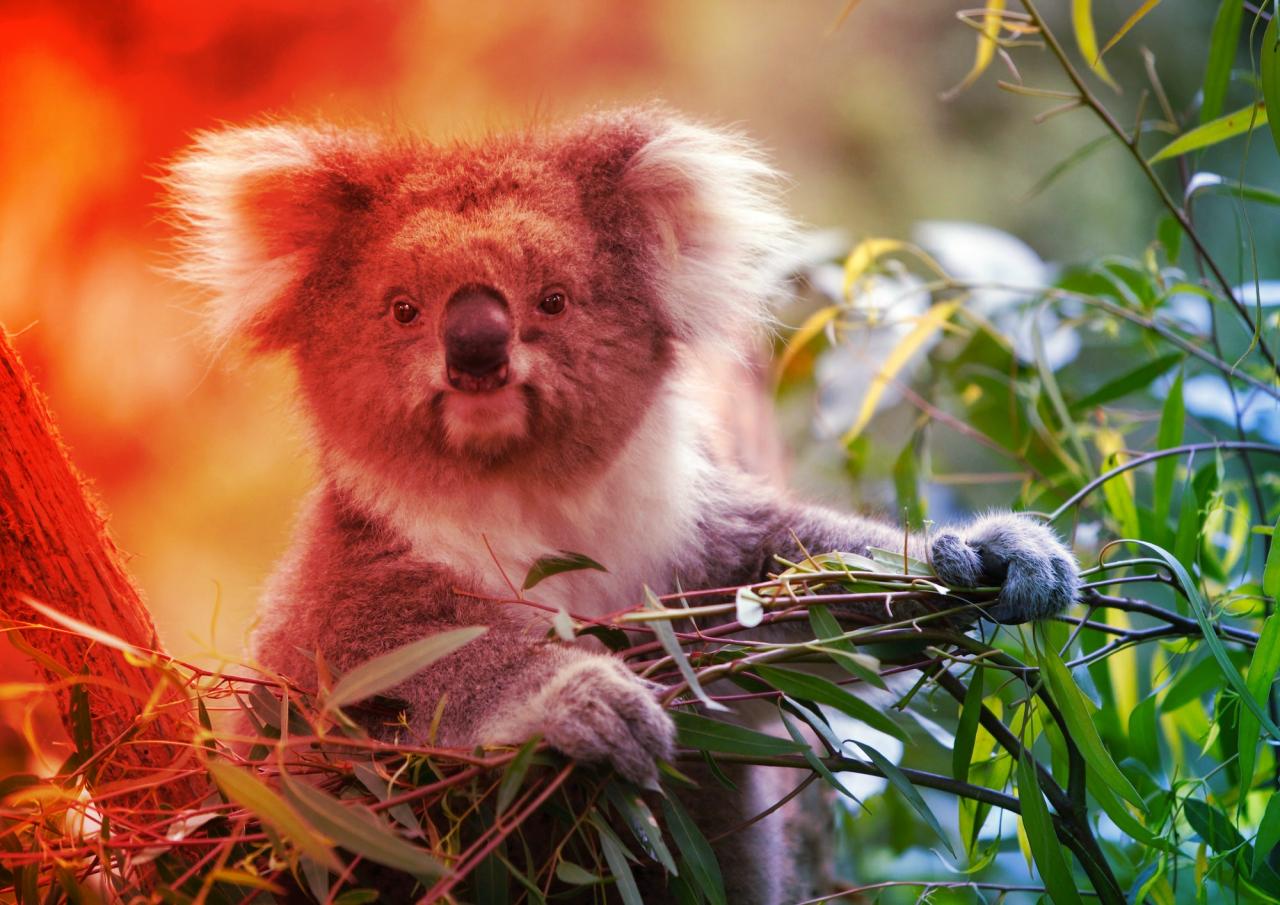 Az ausztrál koalák meglepő túlélési trükkje: így verik át a genetikai szűkületet