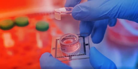 Az ausztrál laborokban tápfolyadékot kapnak az idegsejtek