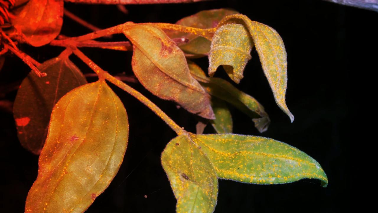 Az ausztrál zombifa egy generáción belül eltűnhet az emlékezetből