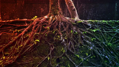 Az élet nagy dobása: amikor a növények partra szálltak