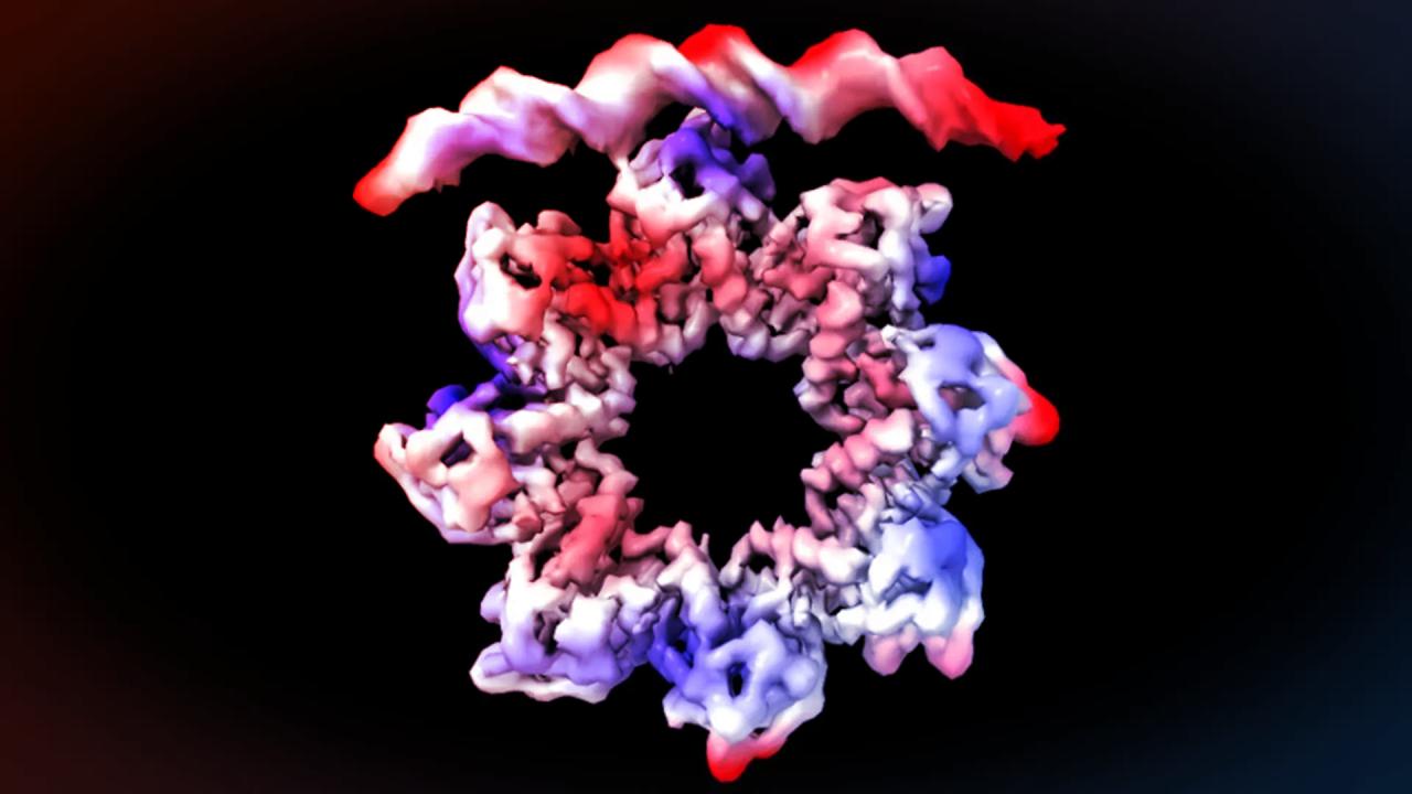 Az életet vezérlő fánkfehérje: így szaporodnak a baktériumok