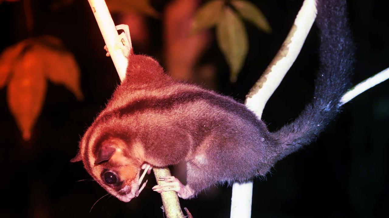 Az eltűnt erszényesek visszatértek: két fajt élve találtak Új-Guineában