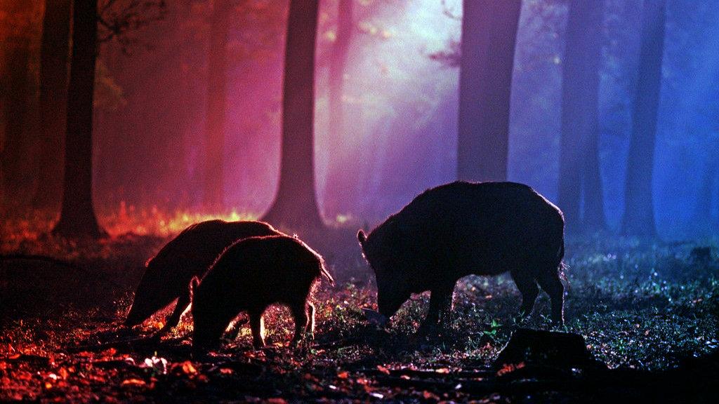 Az elveszett Doggerland erdei újraélednek az Északi-tenger mélyén