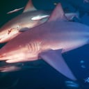 Az emberarcú cápa: meghökkentő barátságok a tenger mélyén