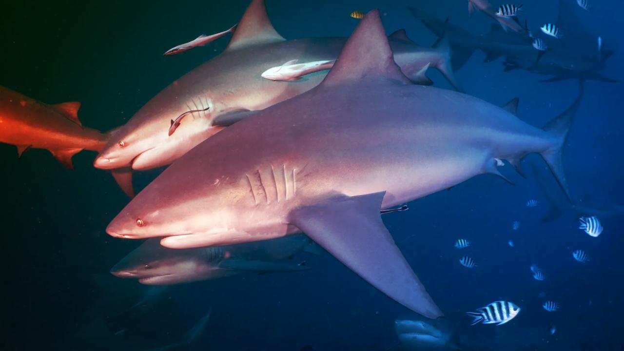 Az emberarcú cápa: meghökkentő barátságok a tenger mélyén