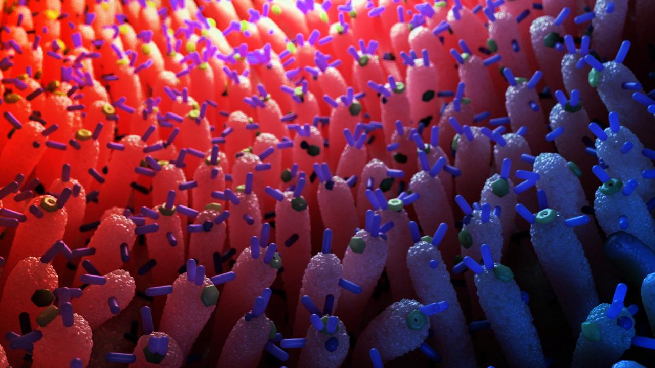 Az emberi bélvírusok lehetnek a stabil vércukor titkos kulcsai?