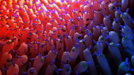 Az emberi bélvírusok lehetnek a stabil vércukor titkos kulcsai?