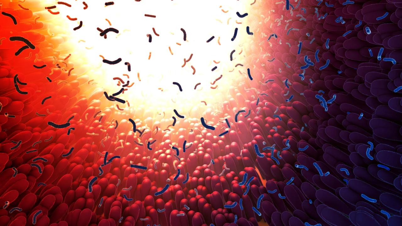 Az emésztőrendszer új titkos fegyvere: bélfehérje irtja a kórokozókat