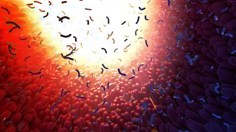 Az emésztőrendszer új titkos fegyvere: bélfehérje irtja a kórokozókat