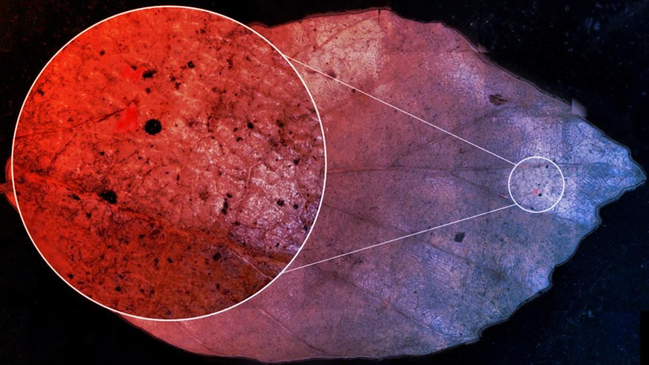 Az erdőkbe is hull a műanyag: tombol a mikroplasztik