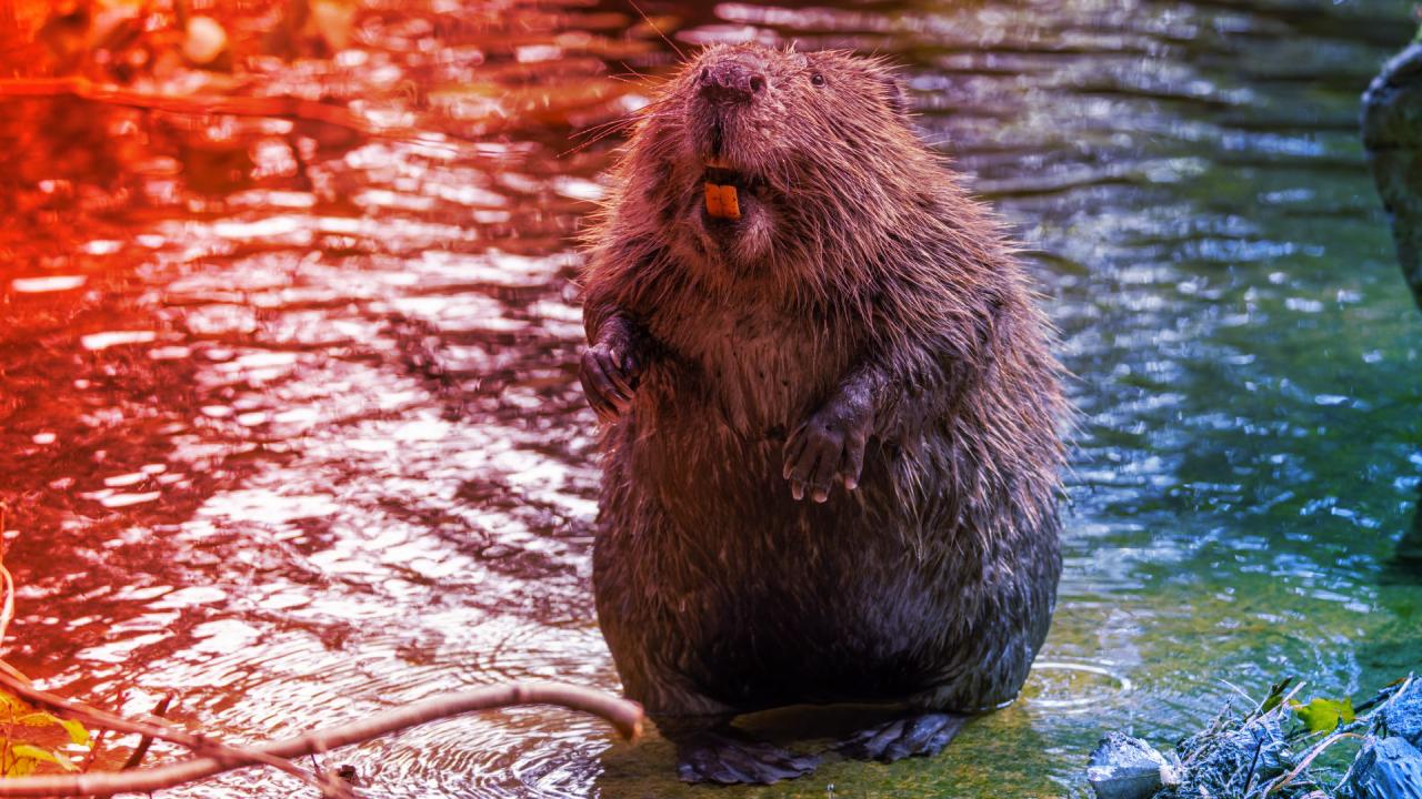 Az eurázsiai hódok lehetnek a szénkibocsátás titkos fegyverei