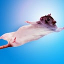 Az izomerő rejtett kulcsa: a bélbaktériumok