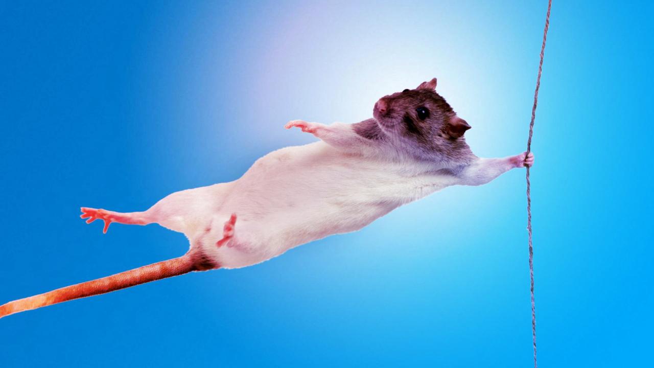 Az izomerő rejtett kulcsa: a bélbaktériumok