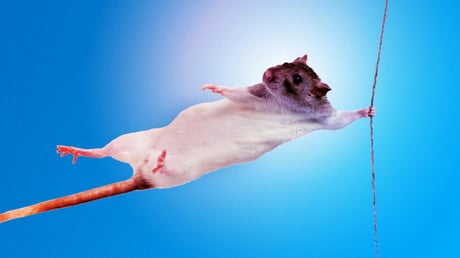 Az izomerő rejtett kulcsa: a bélbaktériumok