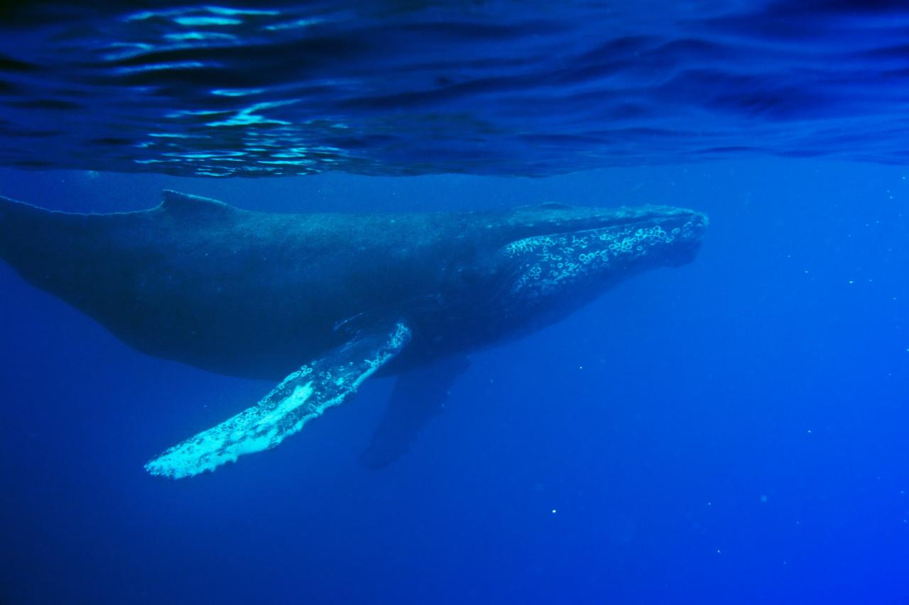 Az óceán elveszett hangja: előkerült a valaha rögzített első bálnadal