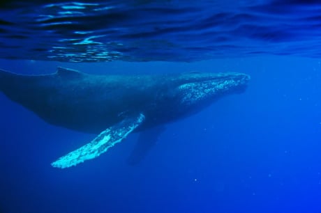 Az óceán elveszett hangja: előkerült a valaha rögzített első bálnadal