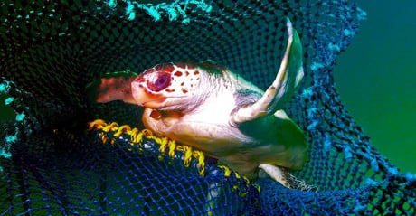 Az óceán mentőövei: okos hálók védik a tengeri teknősöket